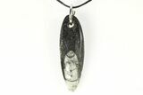 1 1/2 - 2" Polished Orthoceras Fossil Necklace - Morocco - Photo 2